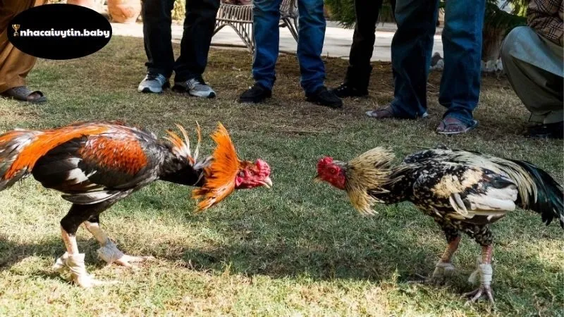 Sự phát triển mạnh mẽ của hình thức đá gà trực tuyến hiện nay