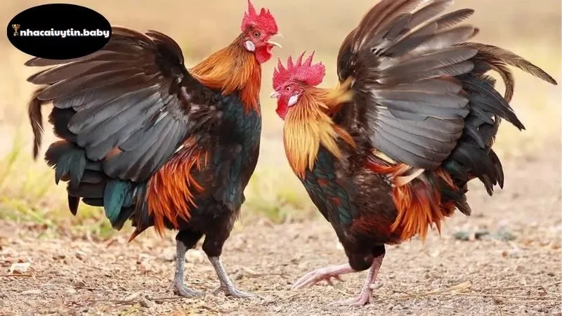 Lịch sử và sự phát triển của đá gà