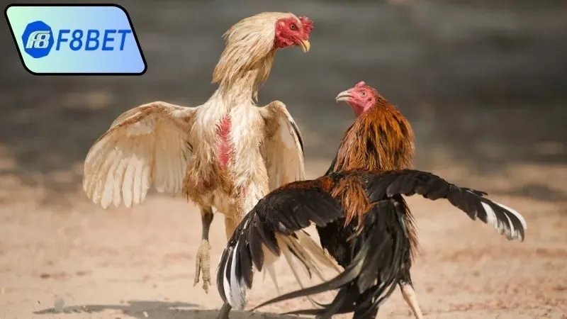 Cách quản lý vốn khi tham gia đá gà trực tiếp cựa dao hôm nay F8Bet